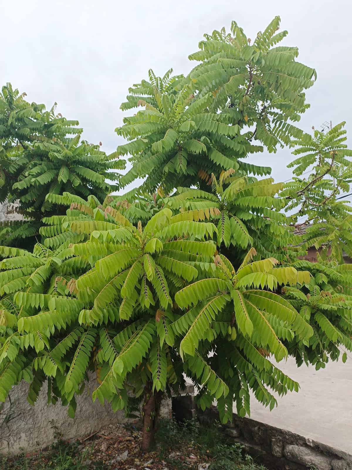 Temperature & Humidity Starfruit Tree