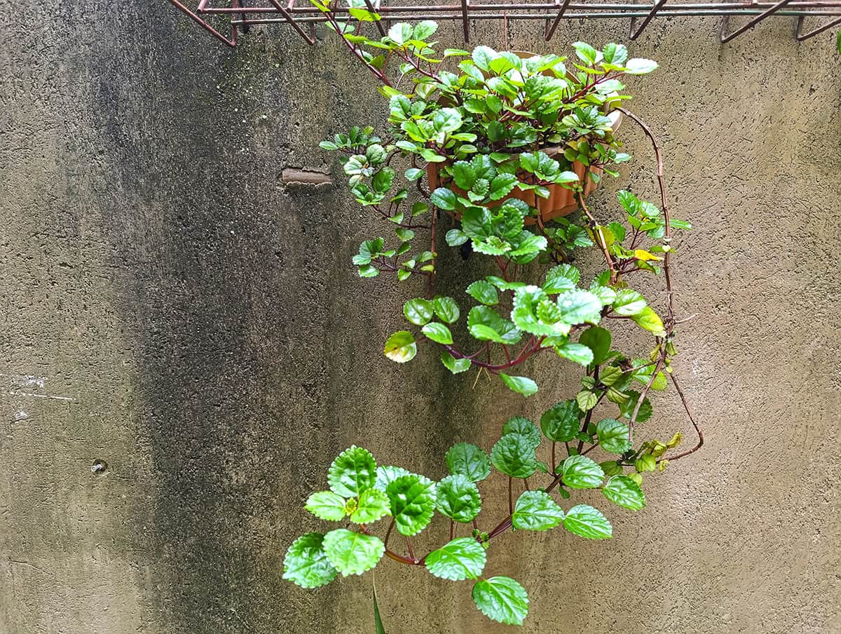 Temperature & Humidity Swedish Ivy (Plectranthus verticillatus)