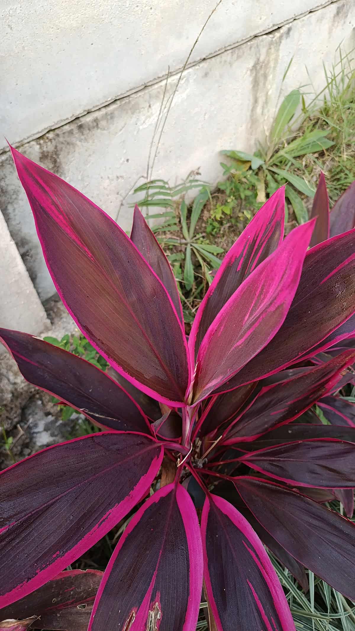 Temperature & Humidity Ti Plant (Cordyline fruticosa)