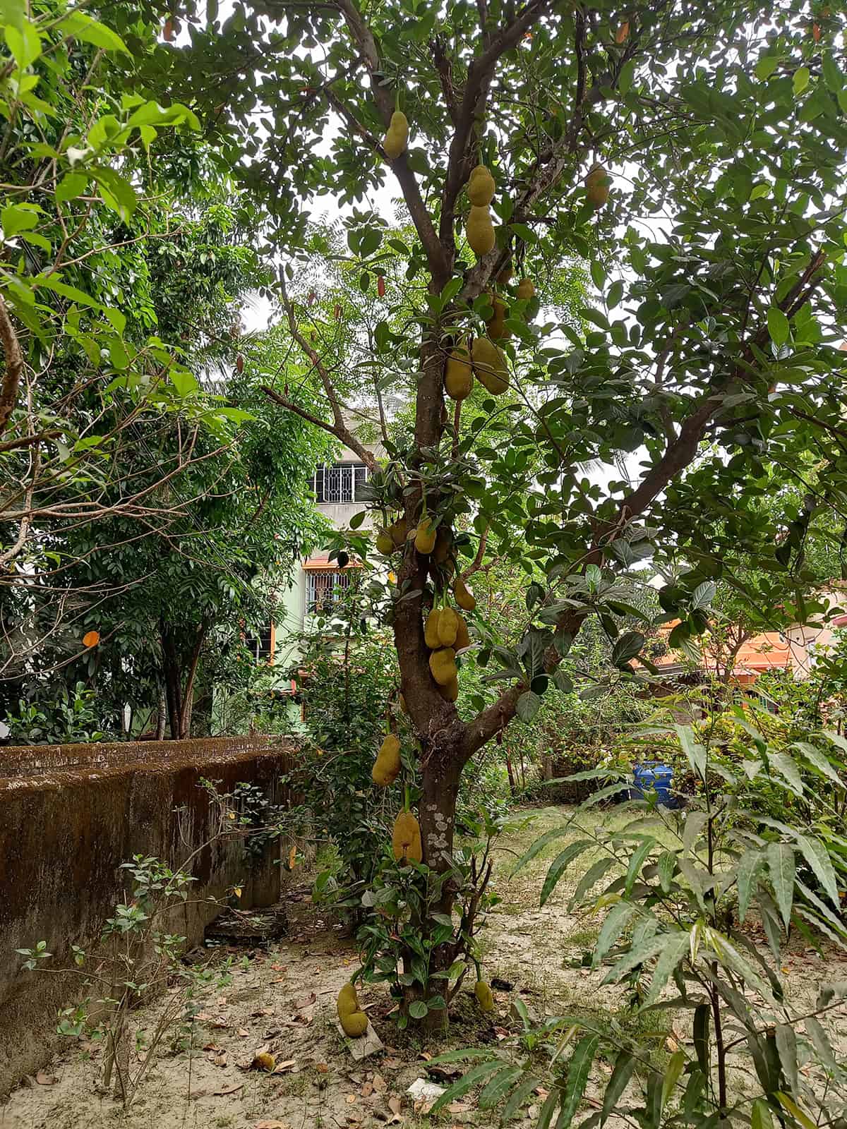 Temperature and Humidity Jackfruit Tree