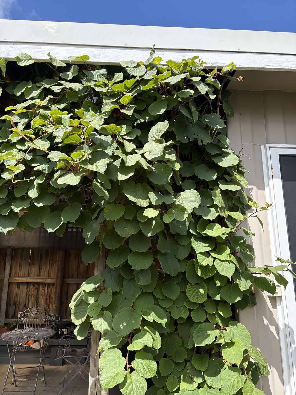 Temperature and Humidity Kiwi Vine