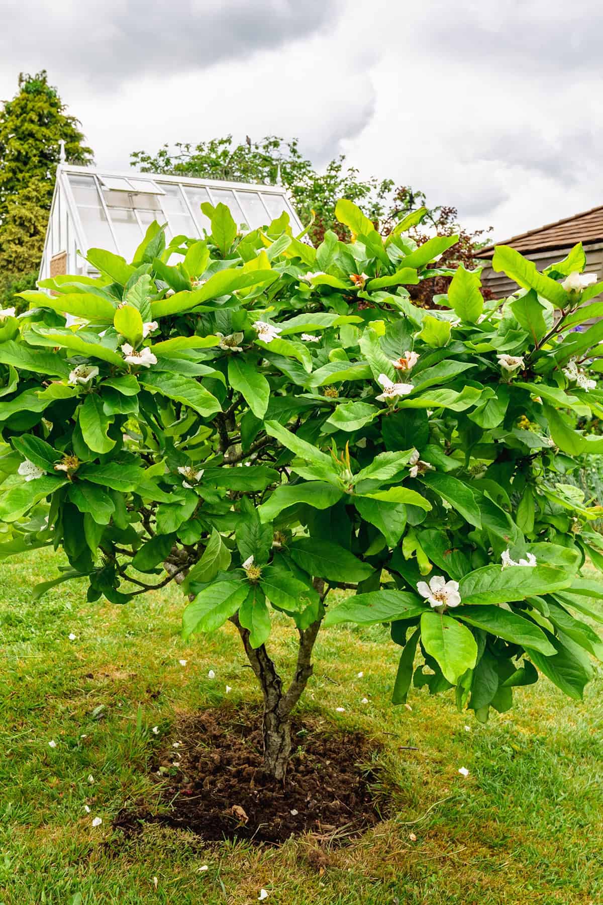 Temperature and Humidity Mulberry Tree