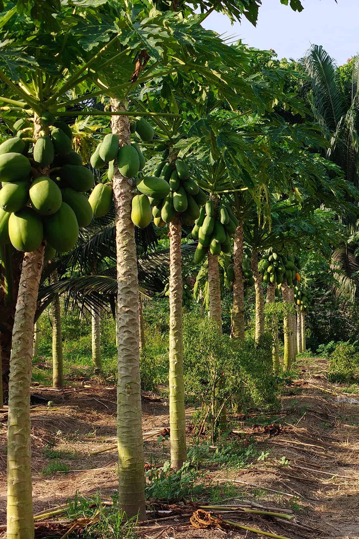 Temperature and Humidity Papaya Plant