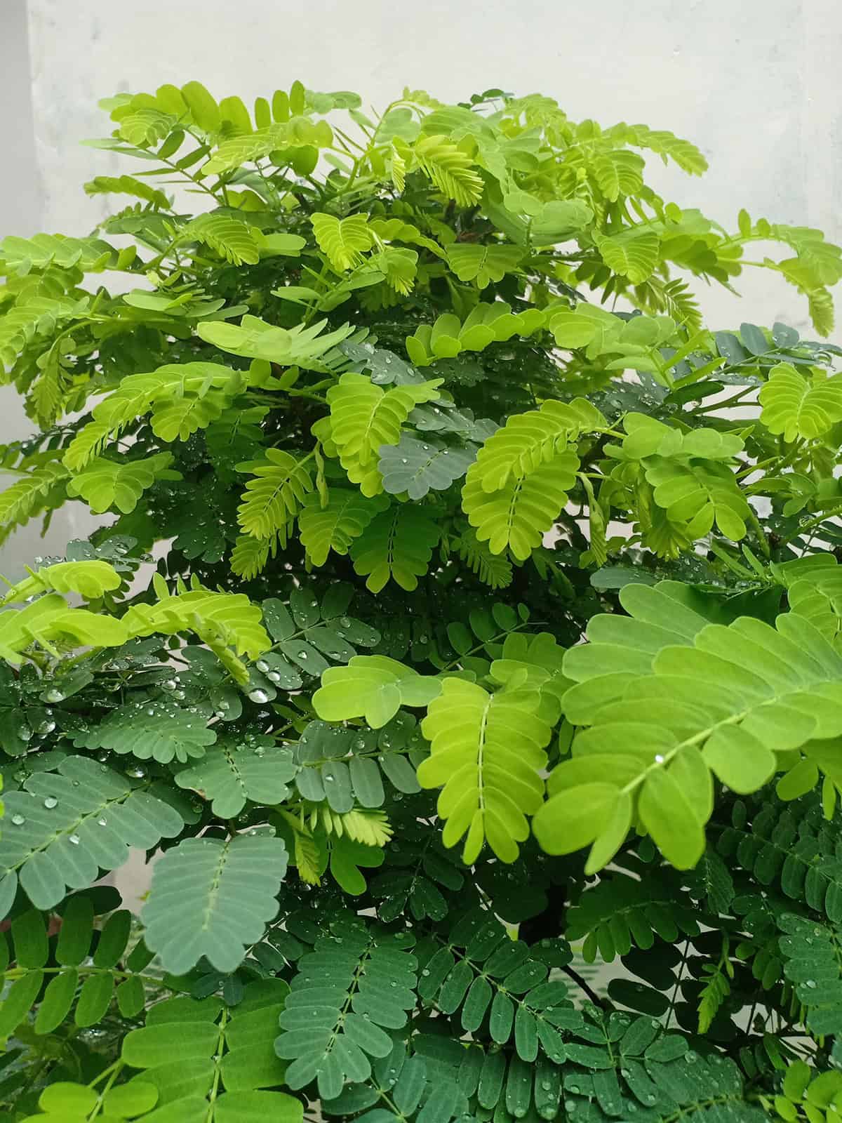 Temperature and Humidity Tamarind Tree