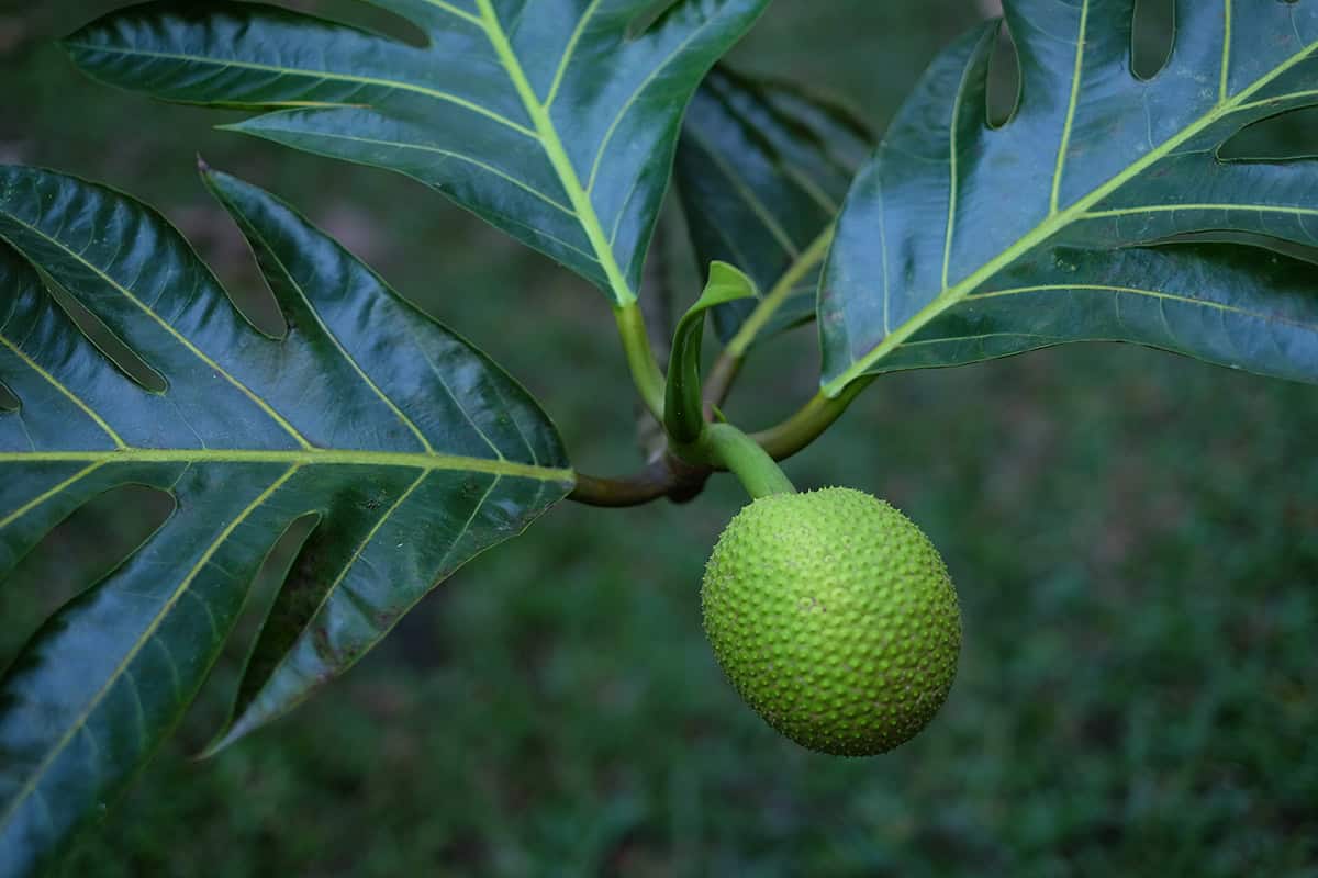 Ulu Fiti Breadfruit Tree