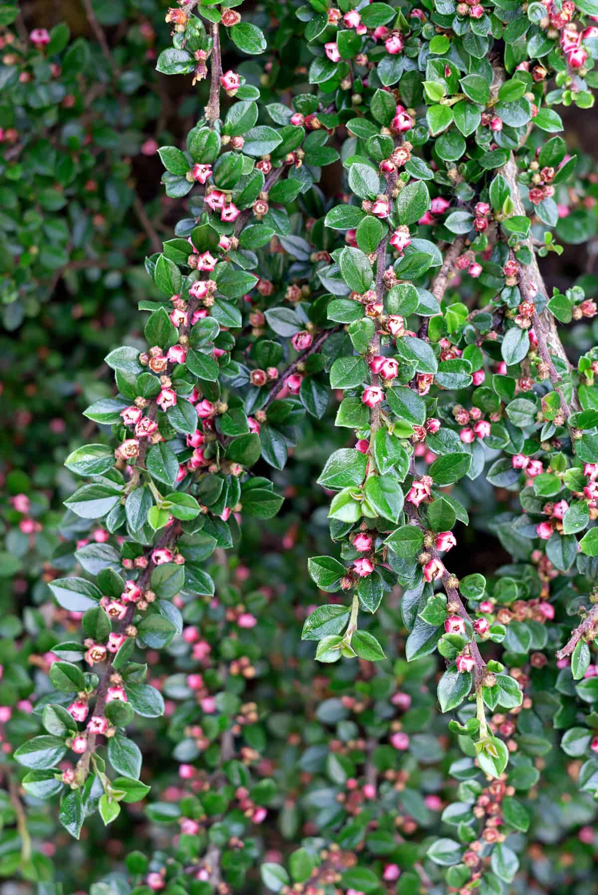 Varieties Bearberry (Arctostaphylos uva ursi)