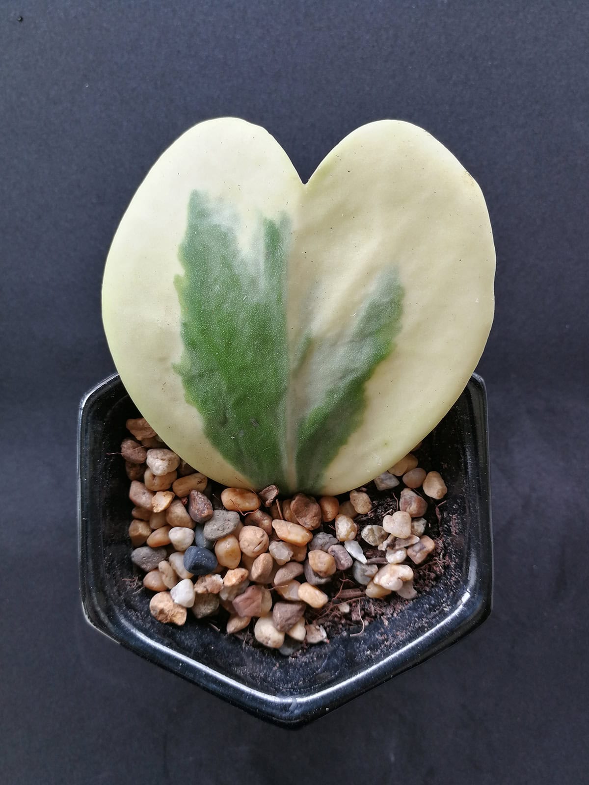 Varieties Hoya Kerrii