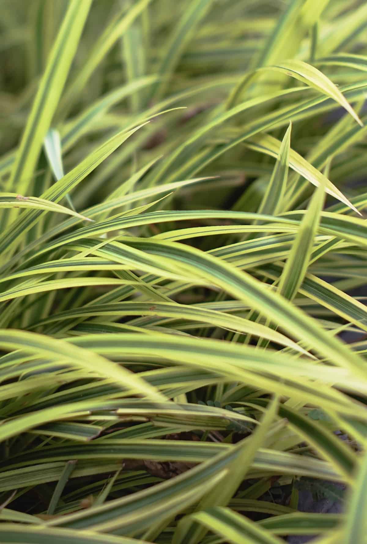 Varieties Japanese Forest Grass_1