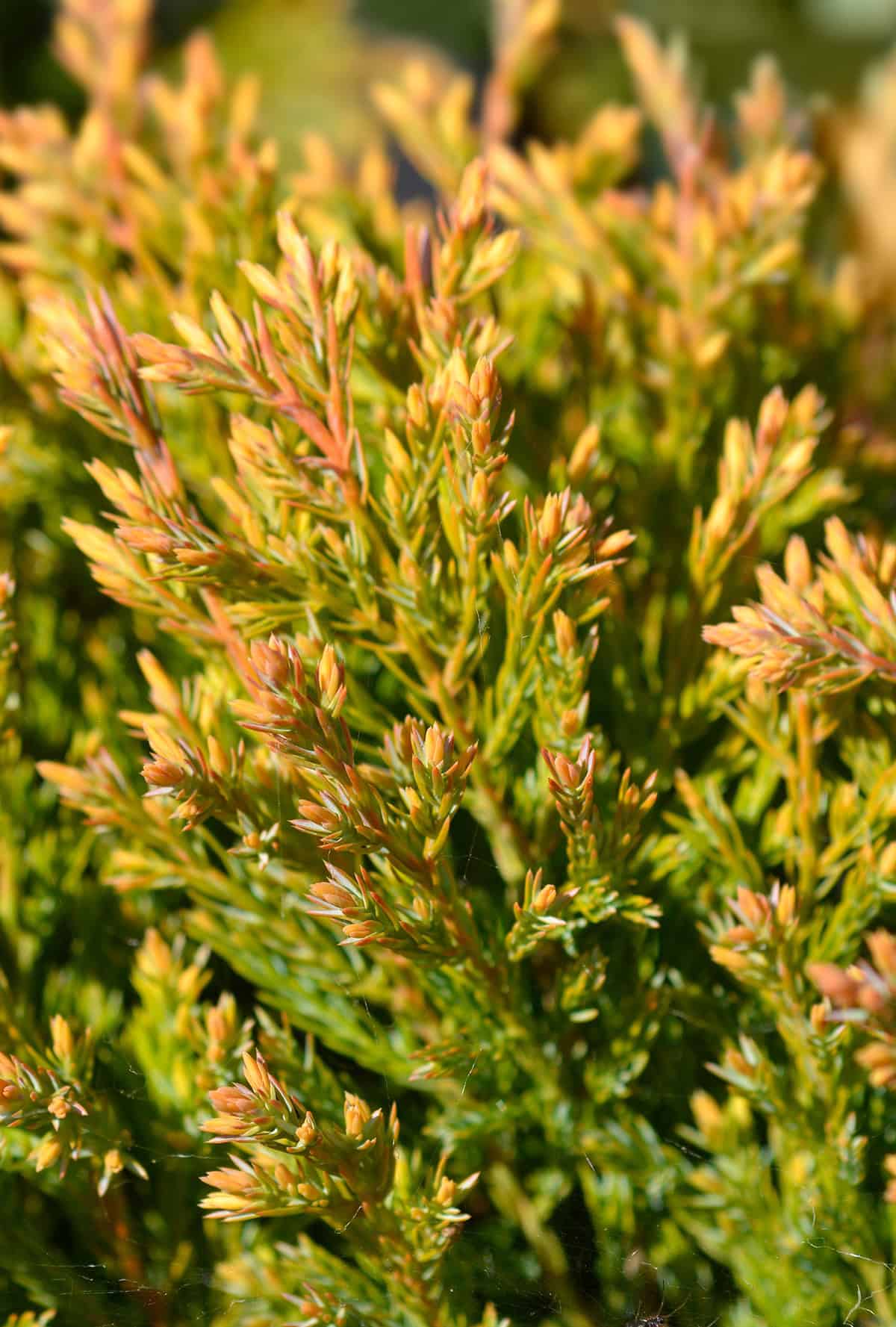 Varieties Juniper
