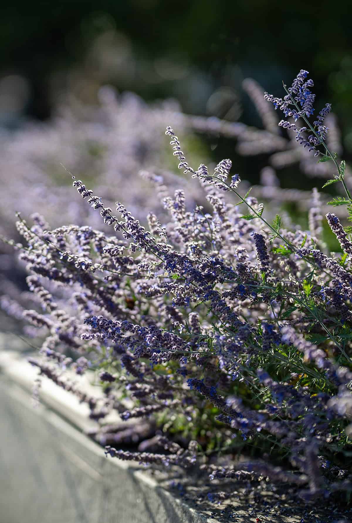 Varieties Russian Sage