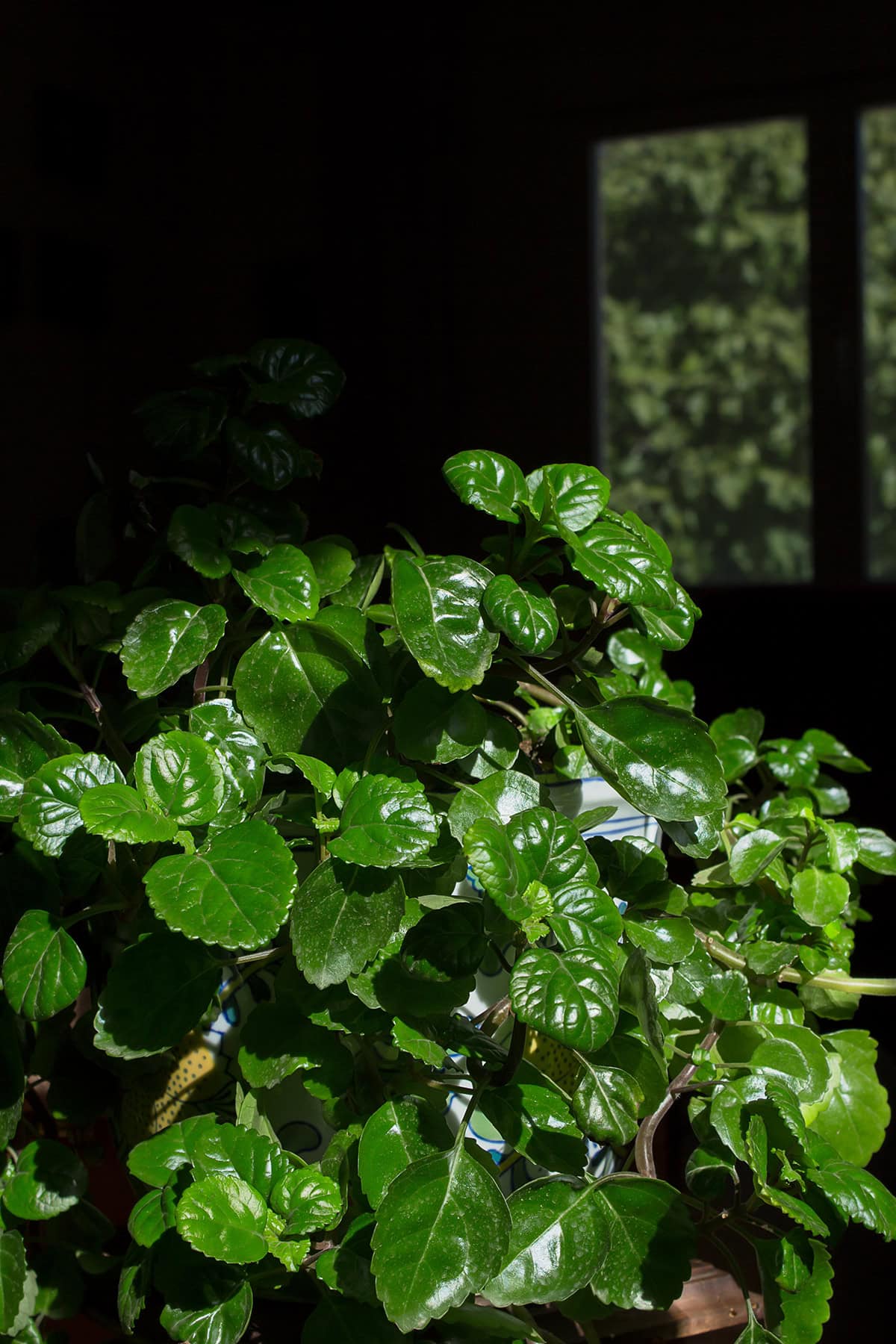 Varieties Swedish Ivy (Plectranthus verticillatus)