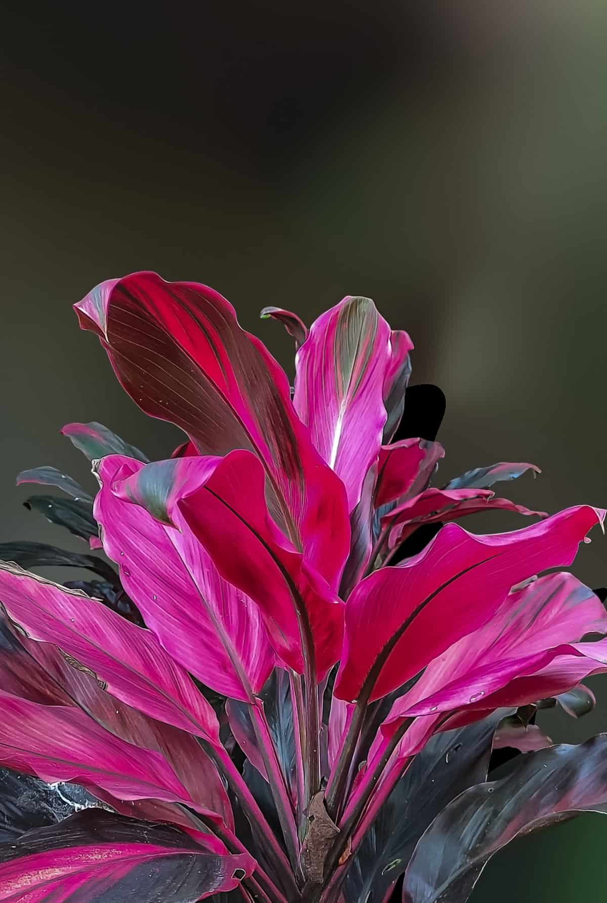 Varieties Ti Plant (Cordyline fruticosa)