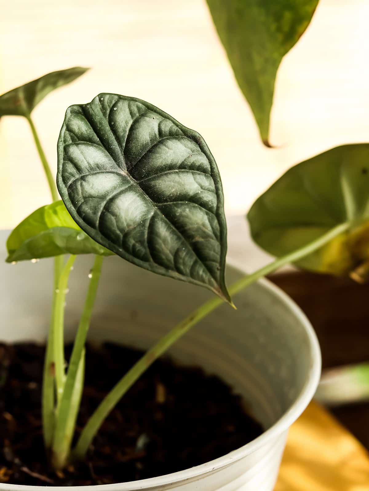 Water Alocasia Silver Dragon