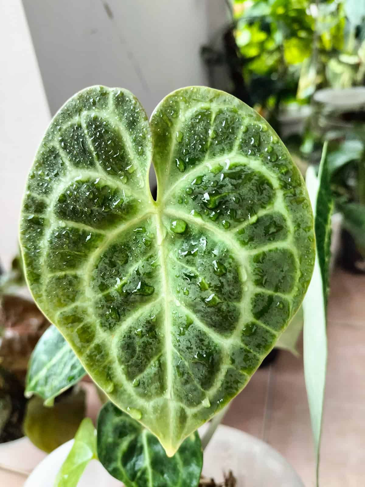 Water Anthurium Crystallinum