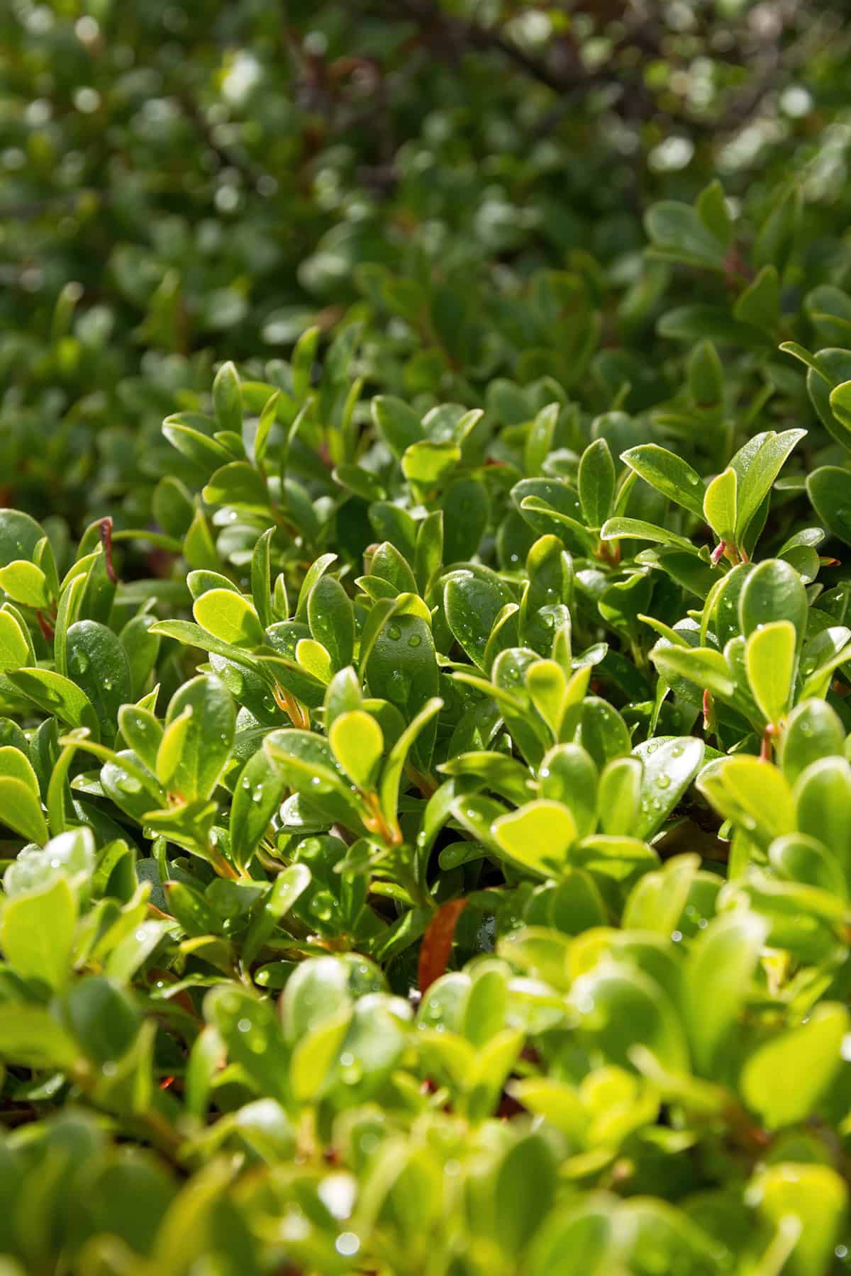 Water Bearberry (Arctostaphylos uva ursi)