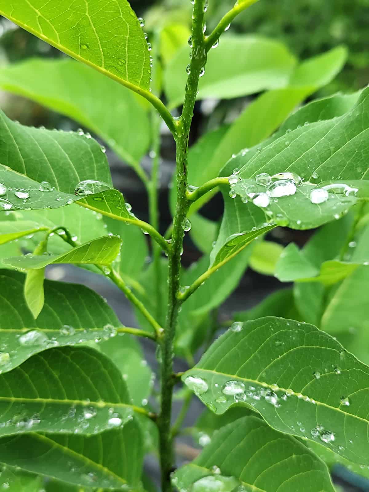 Water Custard Apple Tree