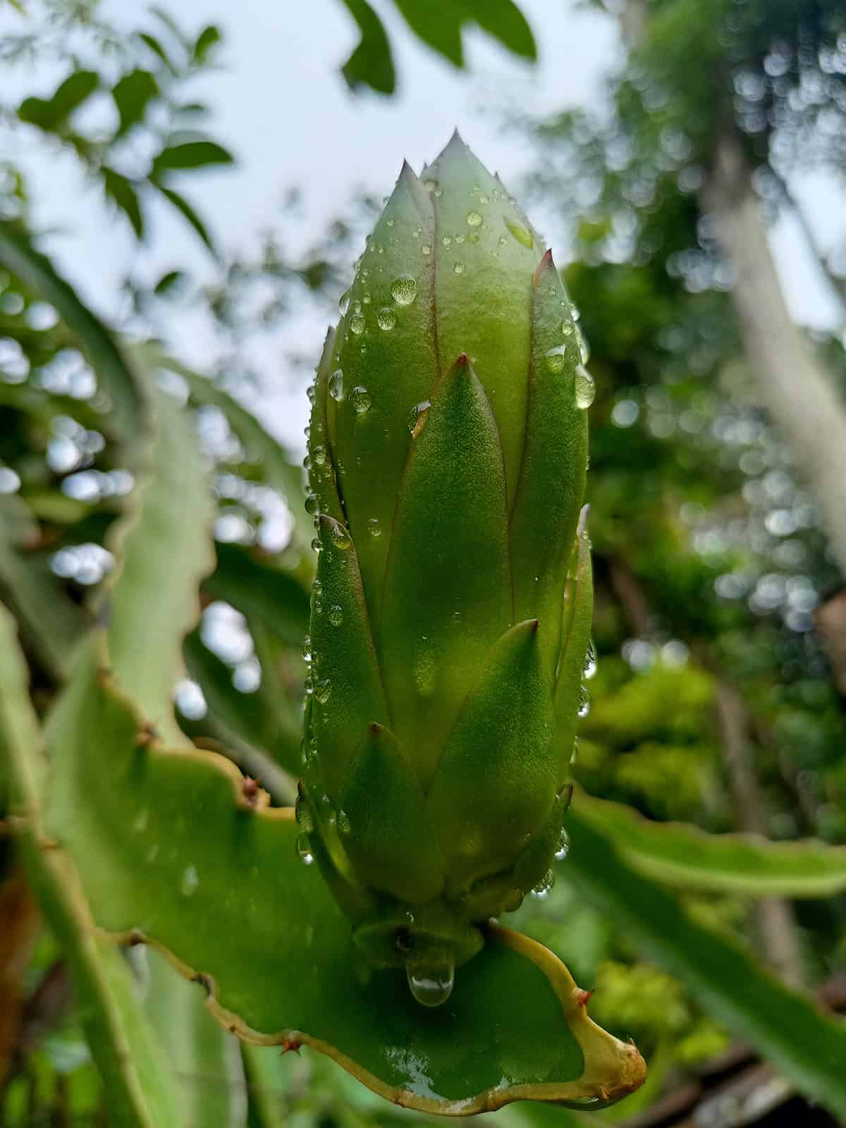 Water Dragon Fruit Plant