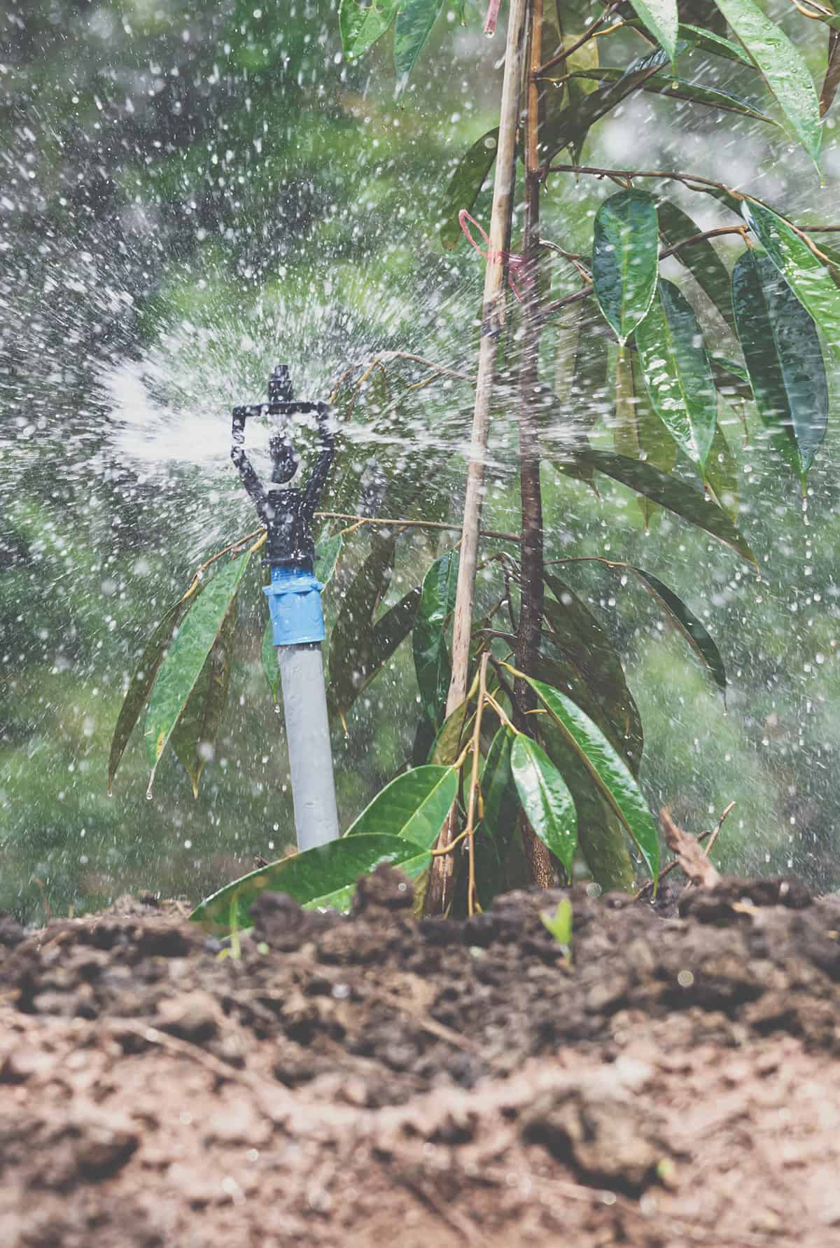 Water Durian Tree