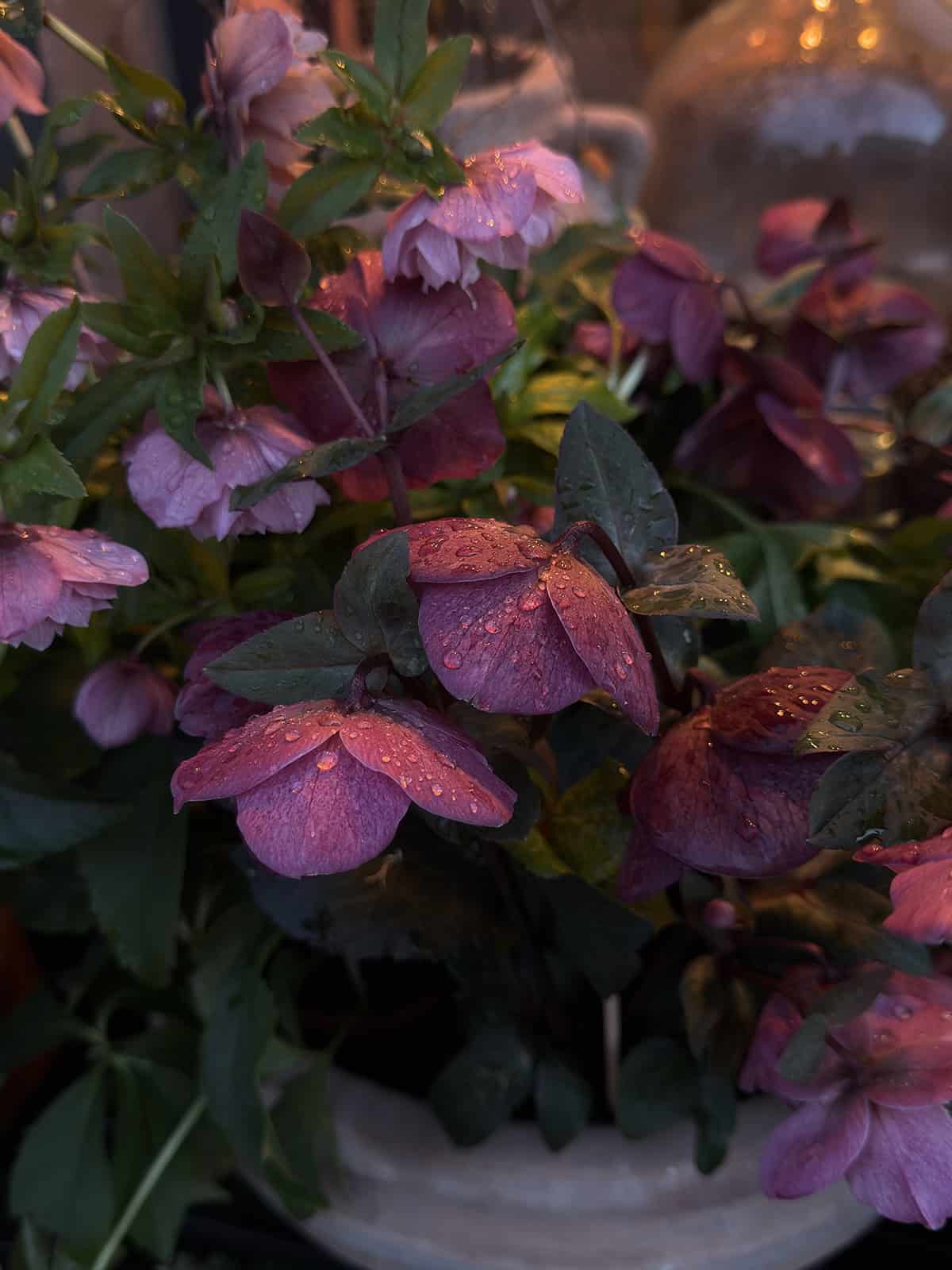 Water Hellebore