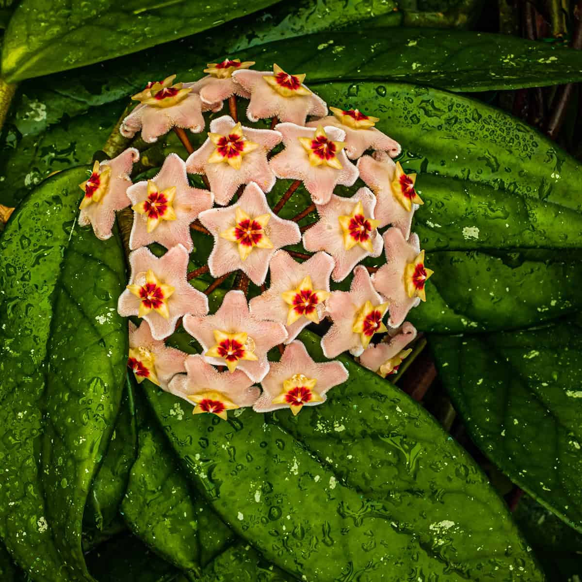Water Hoya Carnosa