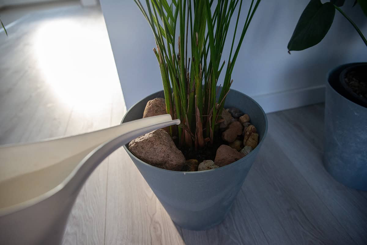 Water Indoor Palm Trees