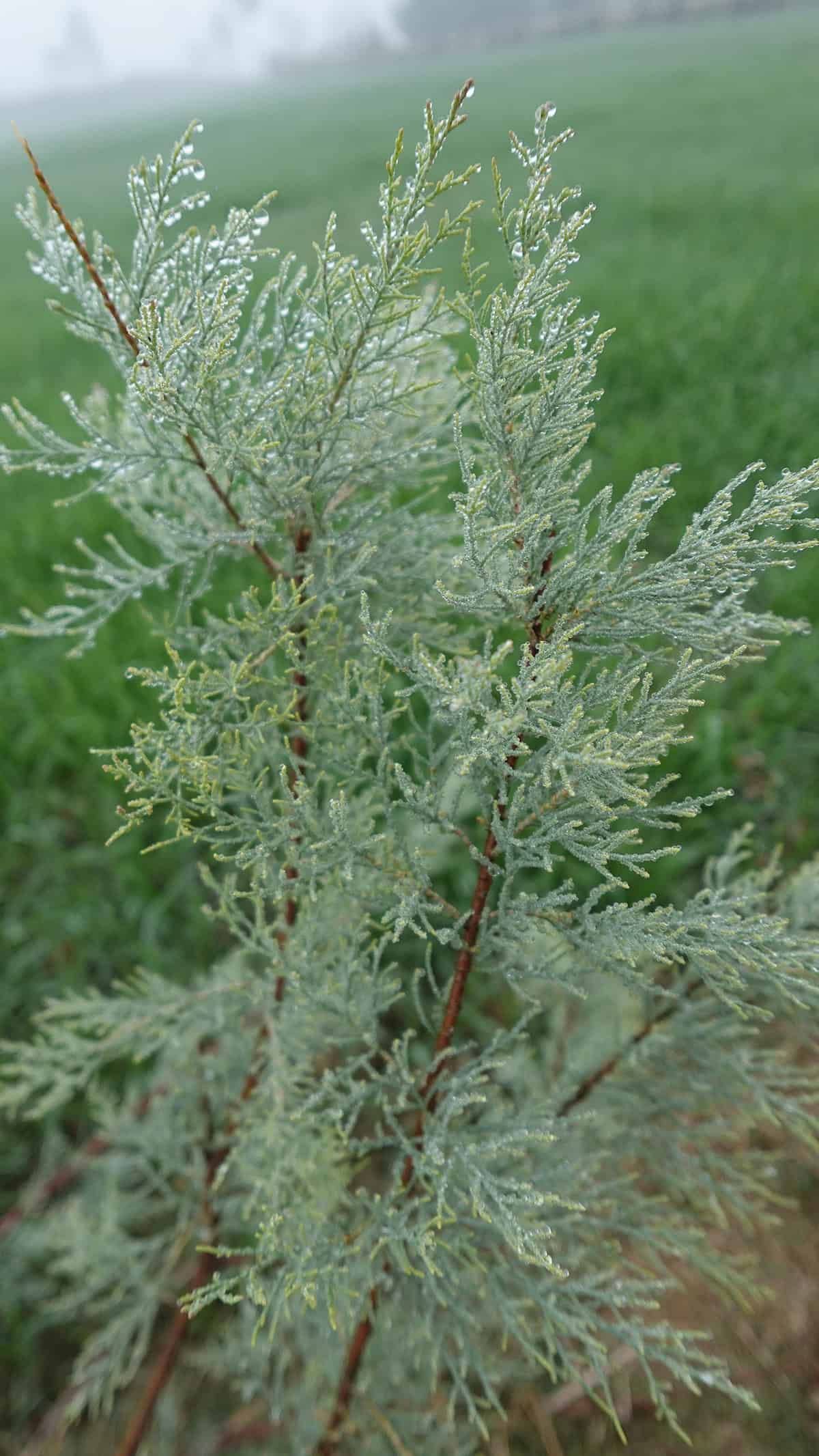 Water Juniper