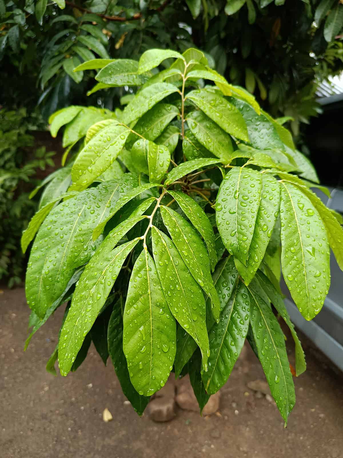 Water Longan Tree