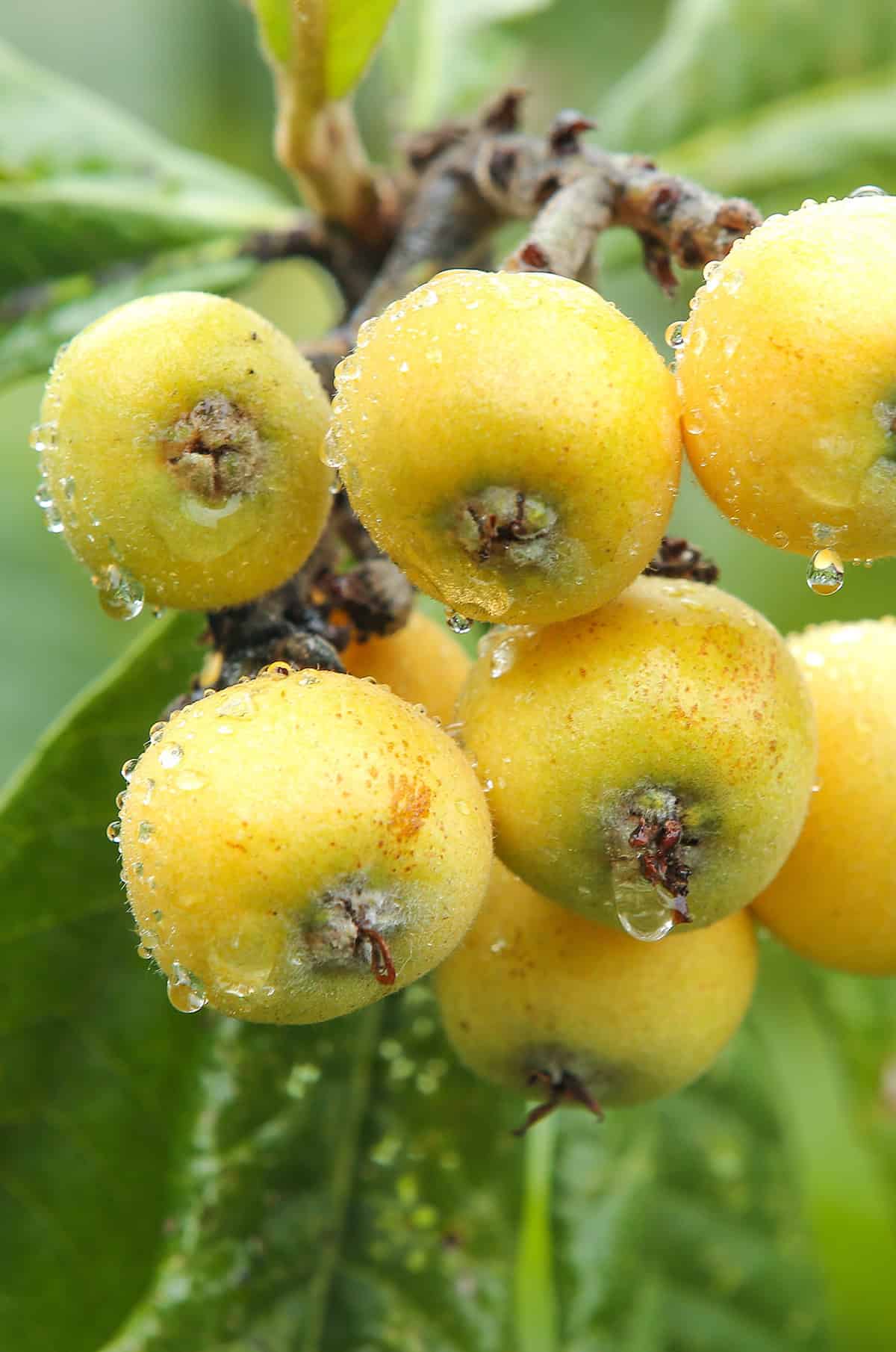 Water Loquat Tree_1
