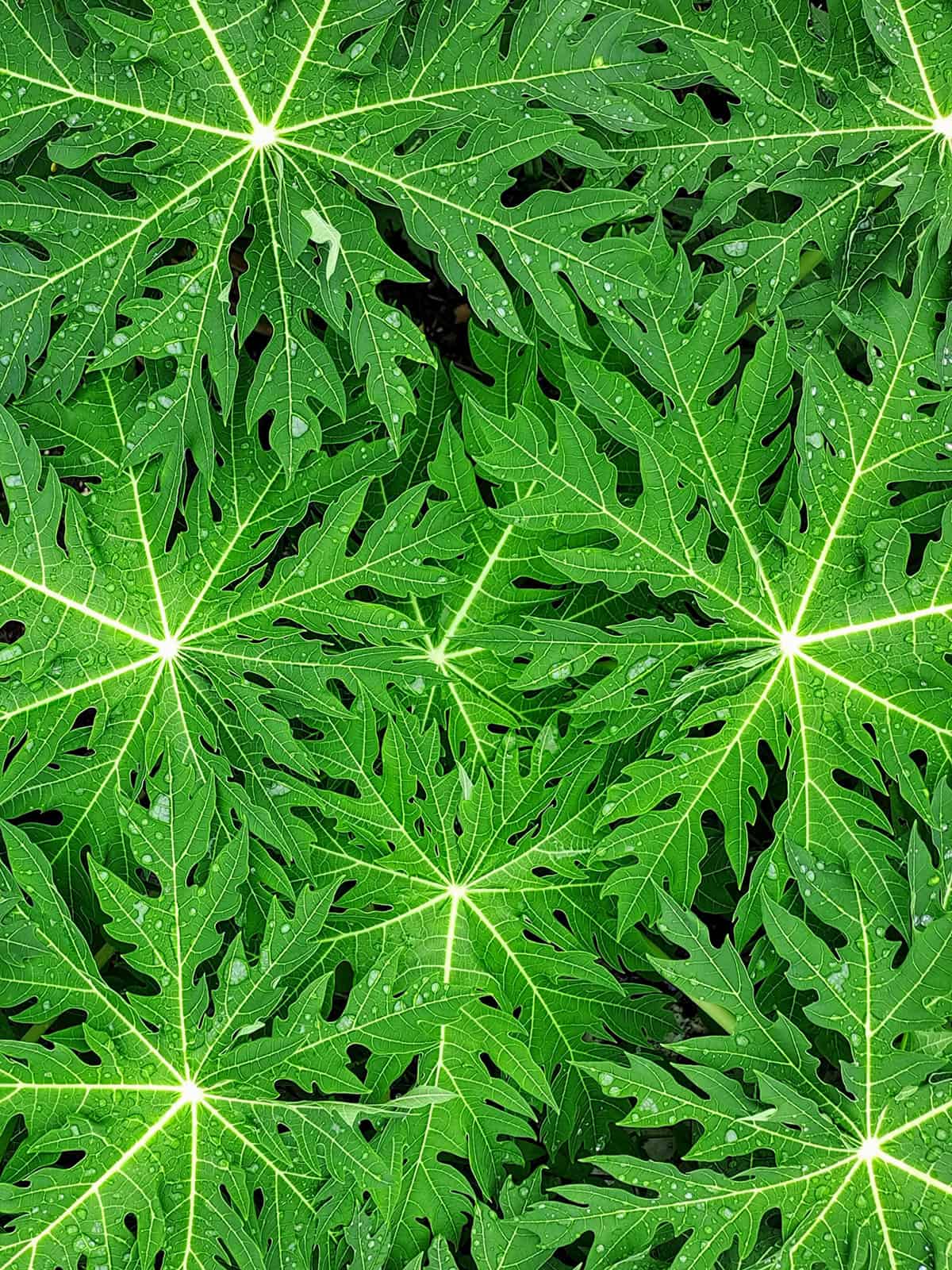 Water Papaya Plant