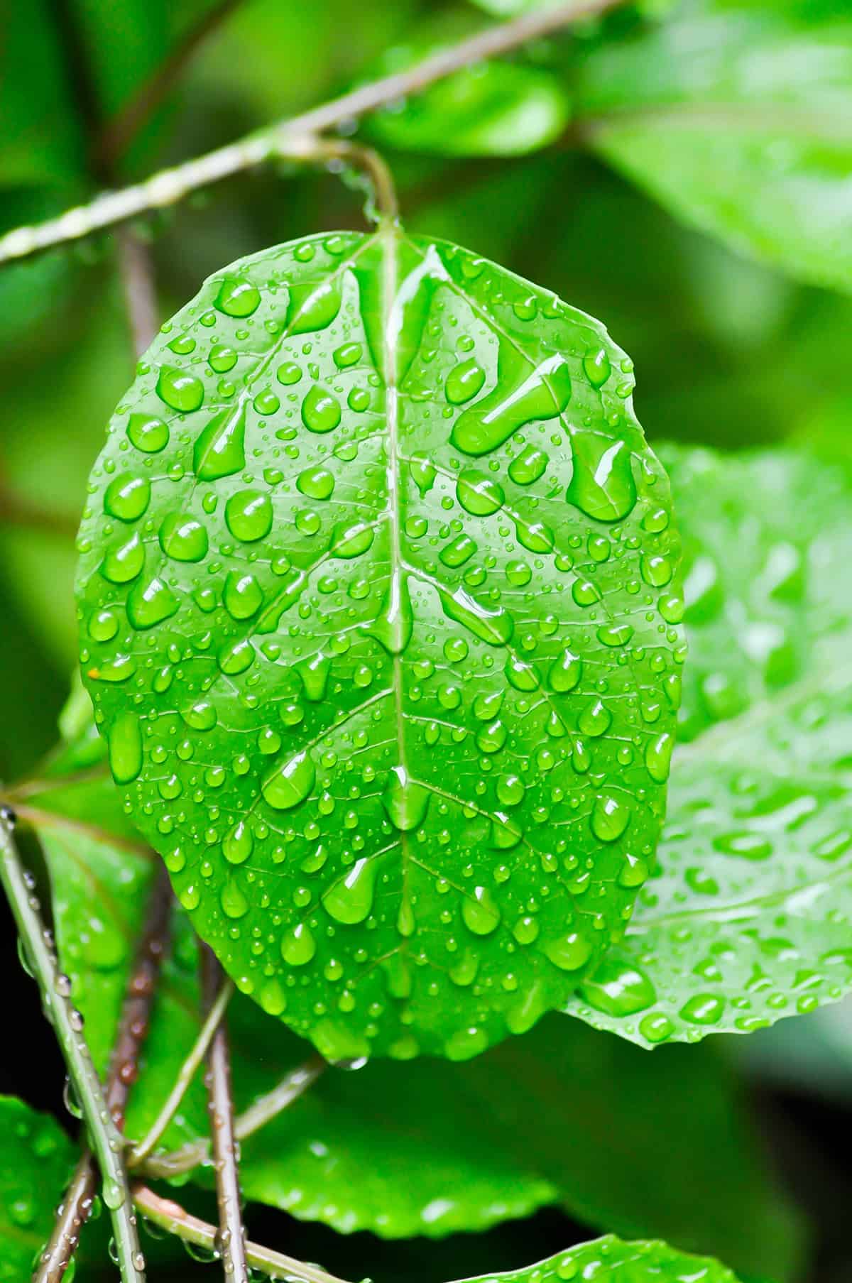Water Passion Fruit Vine