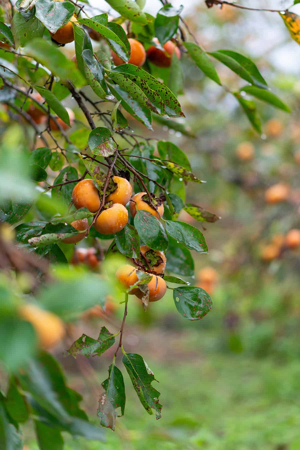 Water Persimmon Tree
