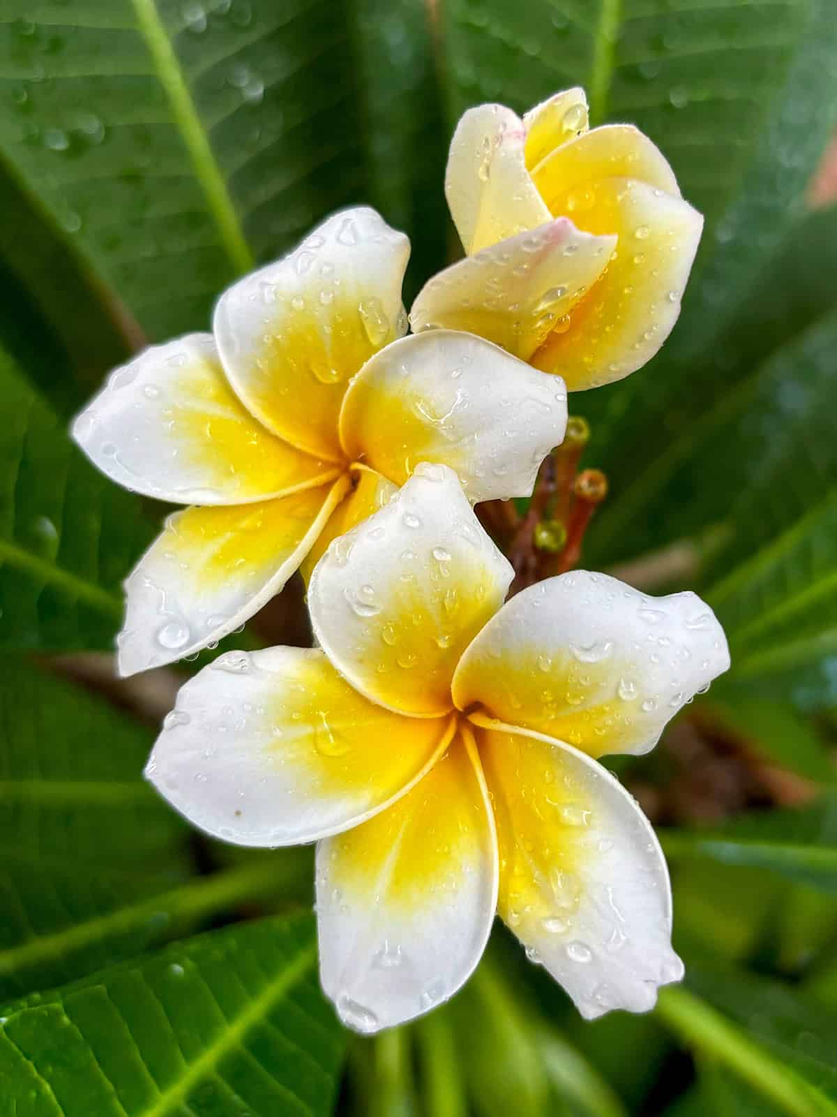 Water Plumeria