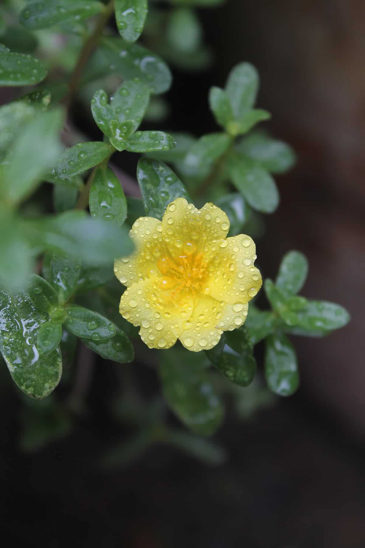 Water Portulaca