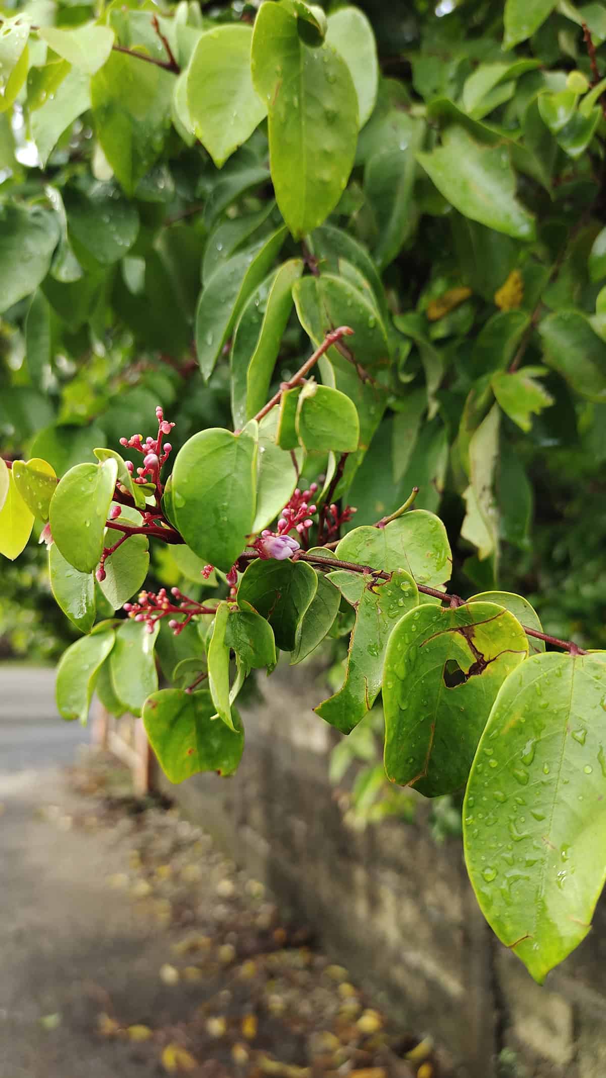 Water Starfruit Tree