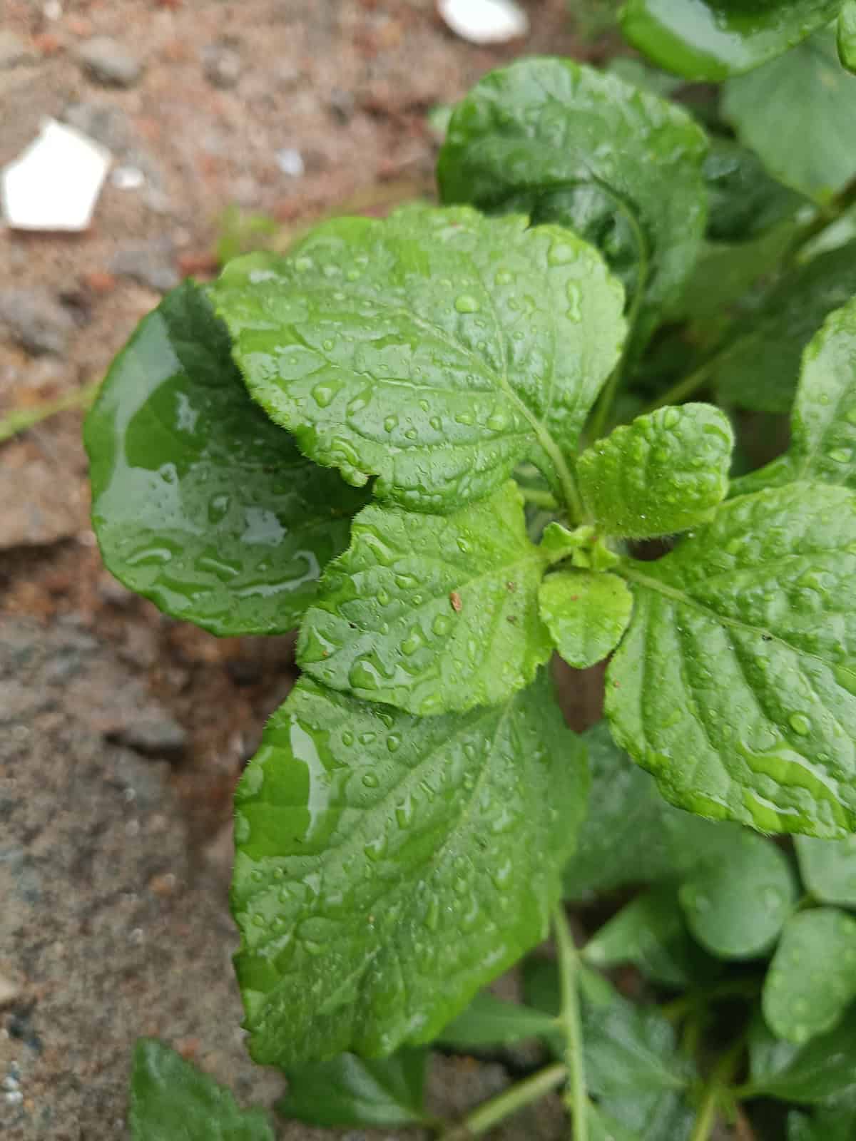Water Swedish Ivy (Plectranthus verticillatus)