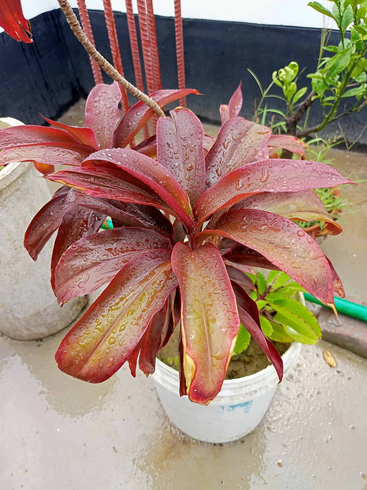 Water Ti Plant (Cordyline fruticosa)
