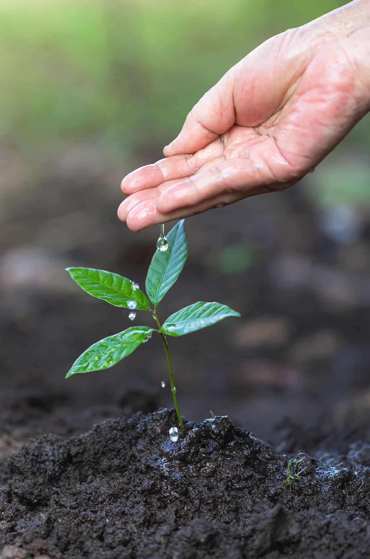 Watering Requirements Lychee