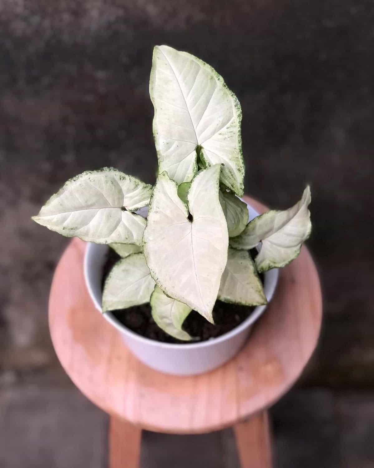 White Butterfly Syngonium