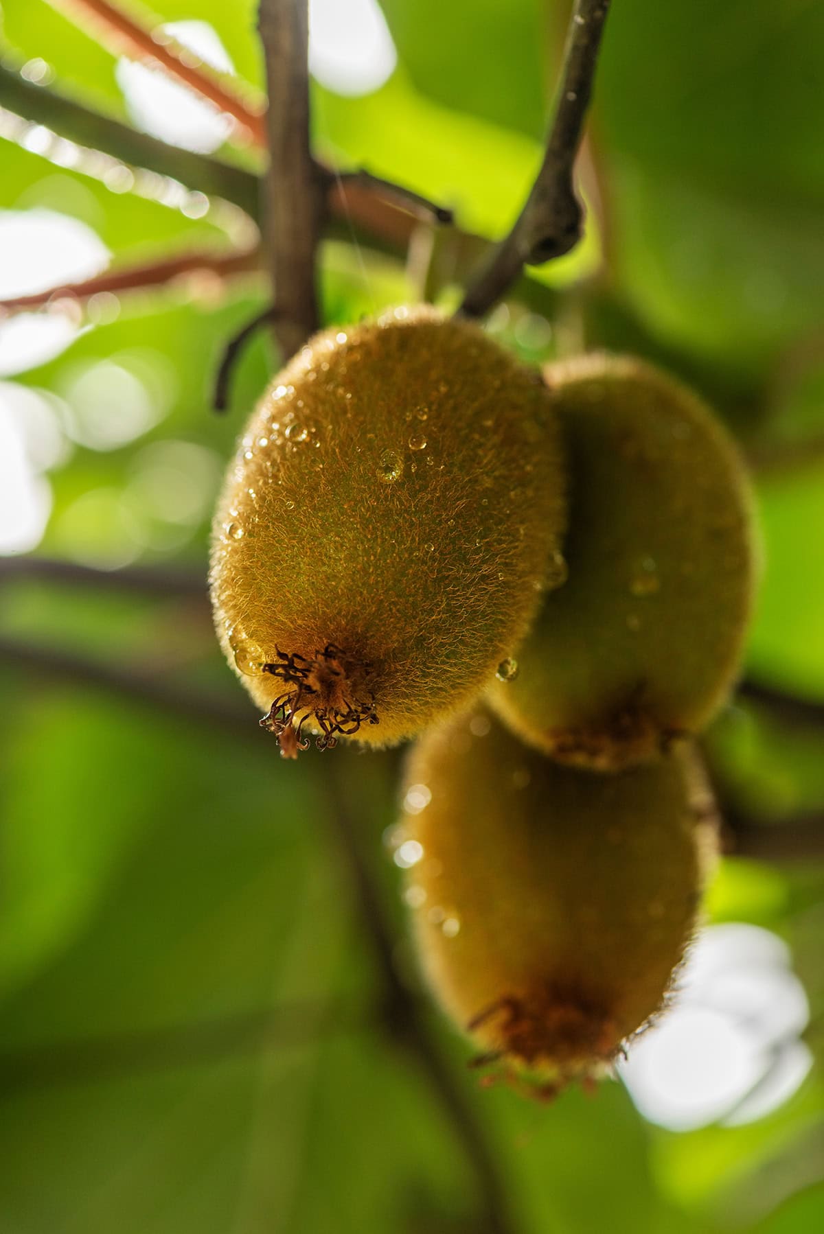 fuzzy kiwi (Actinidia deliciosa)