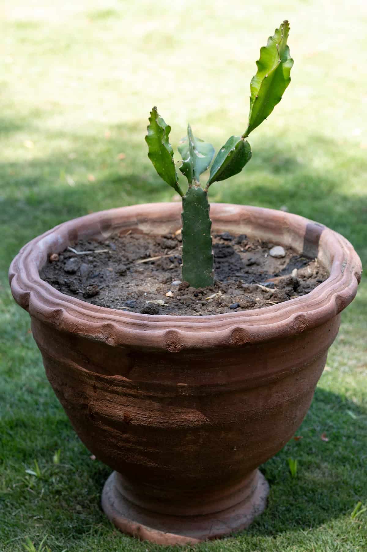 potting & repotting Dragon Fruit Plant