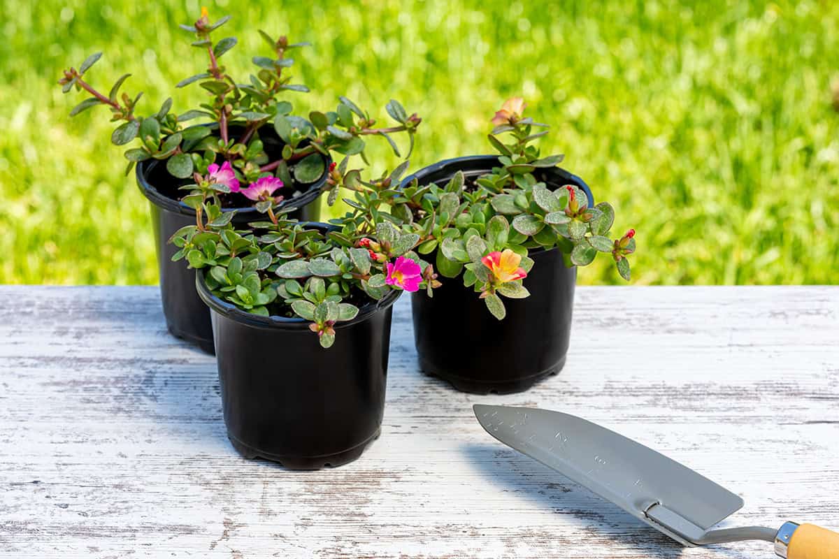 potting & repotting Portulaca