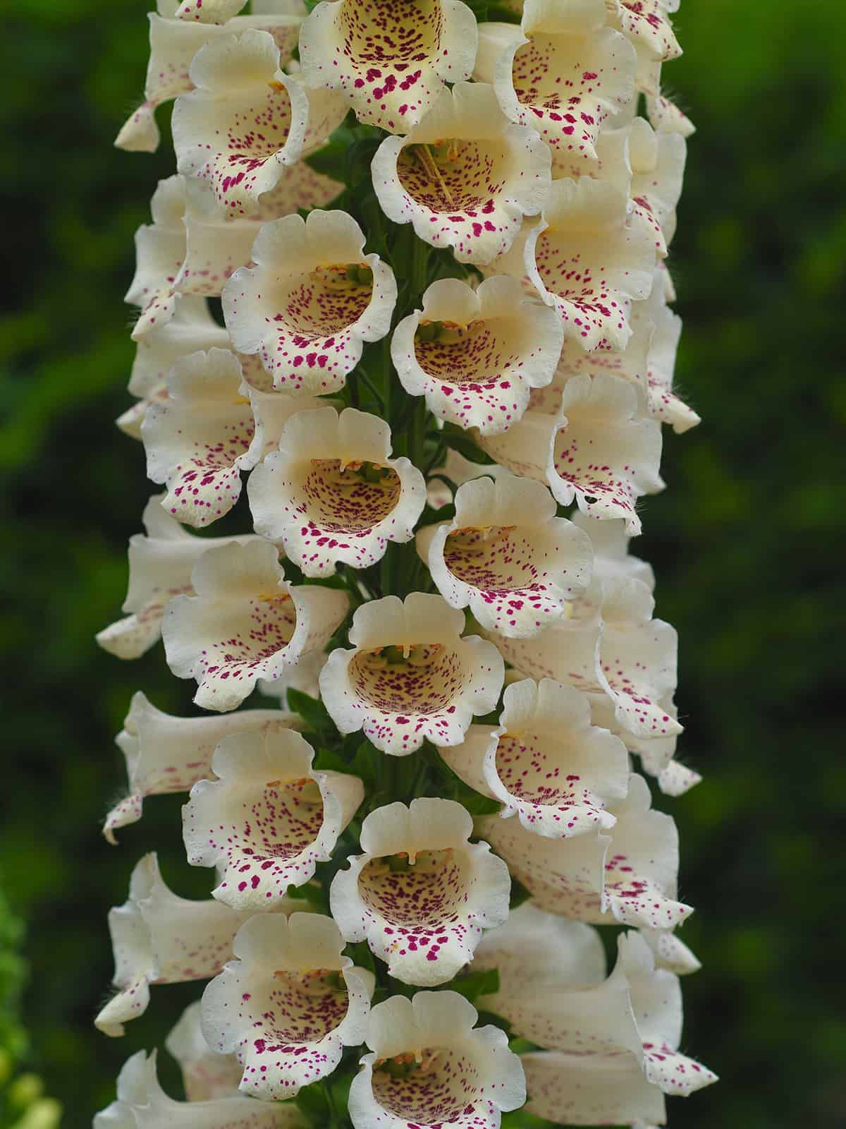 ‘Camelot’ Foxglove