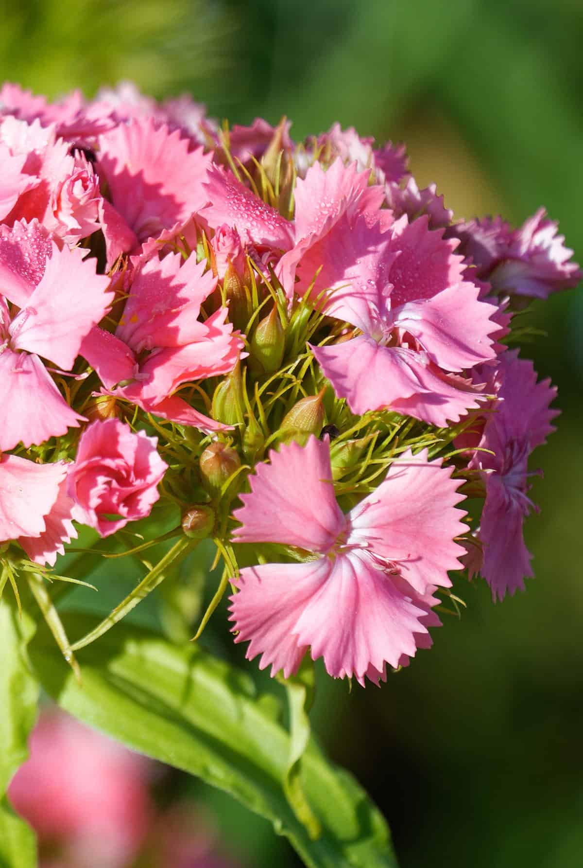 ‘Newport Pink
