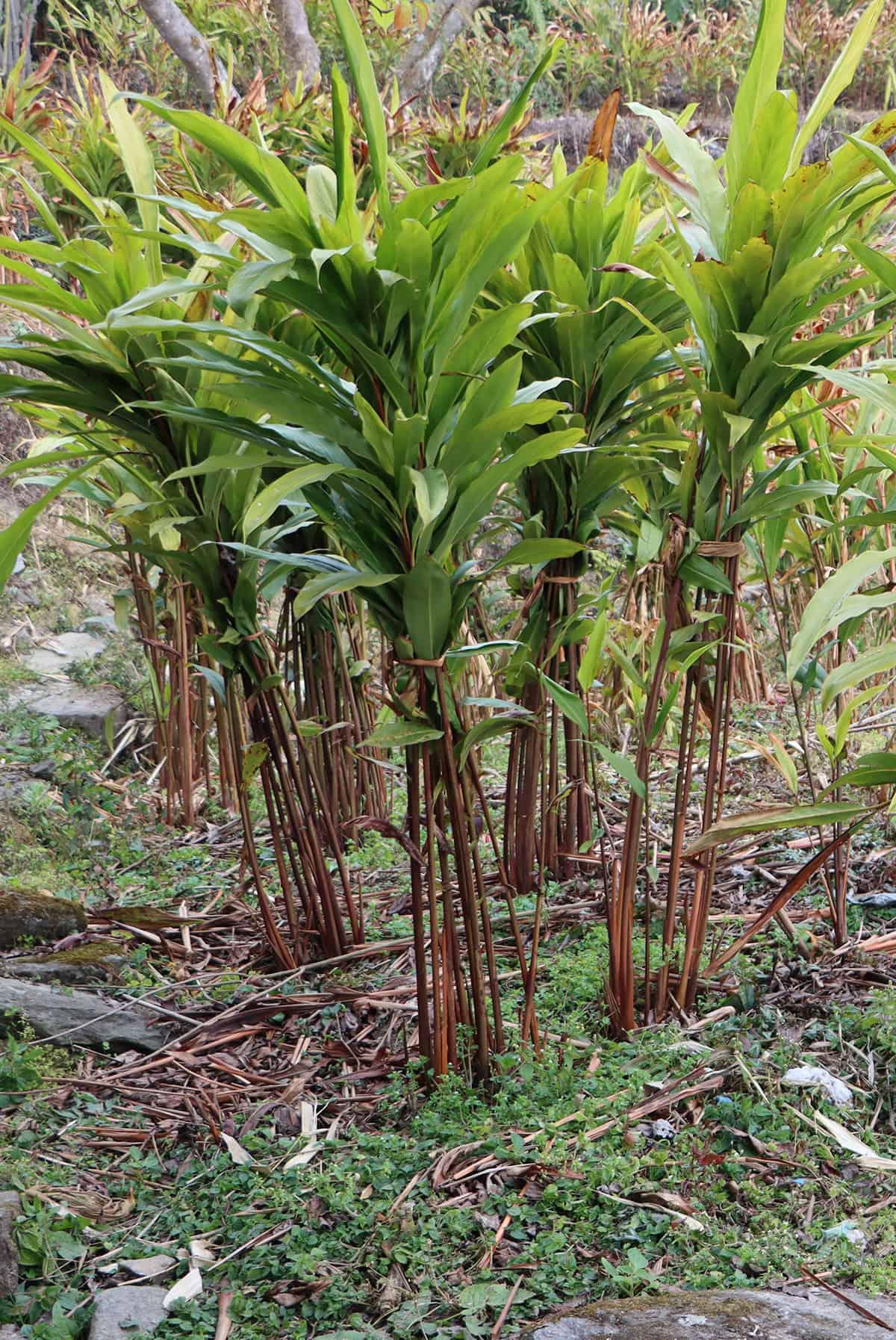 Amomum subulatum