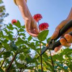 Best Flowers For Cutting