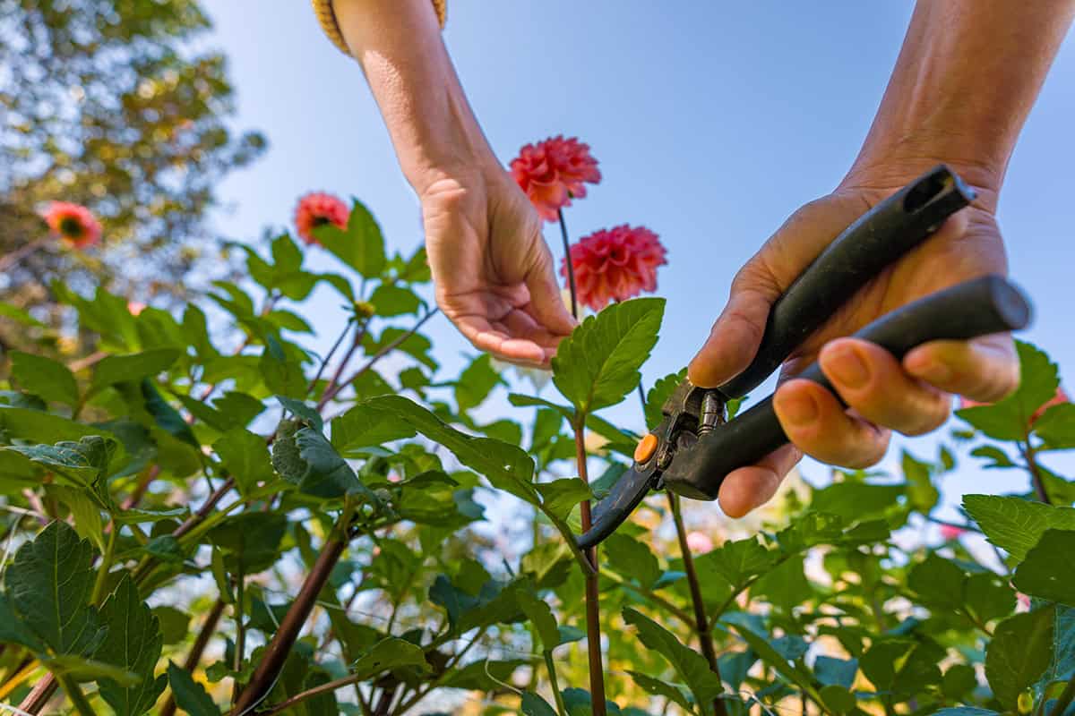 Best Flowers For Cutting