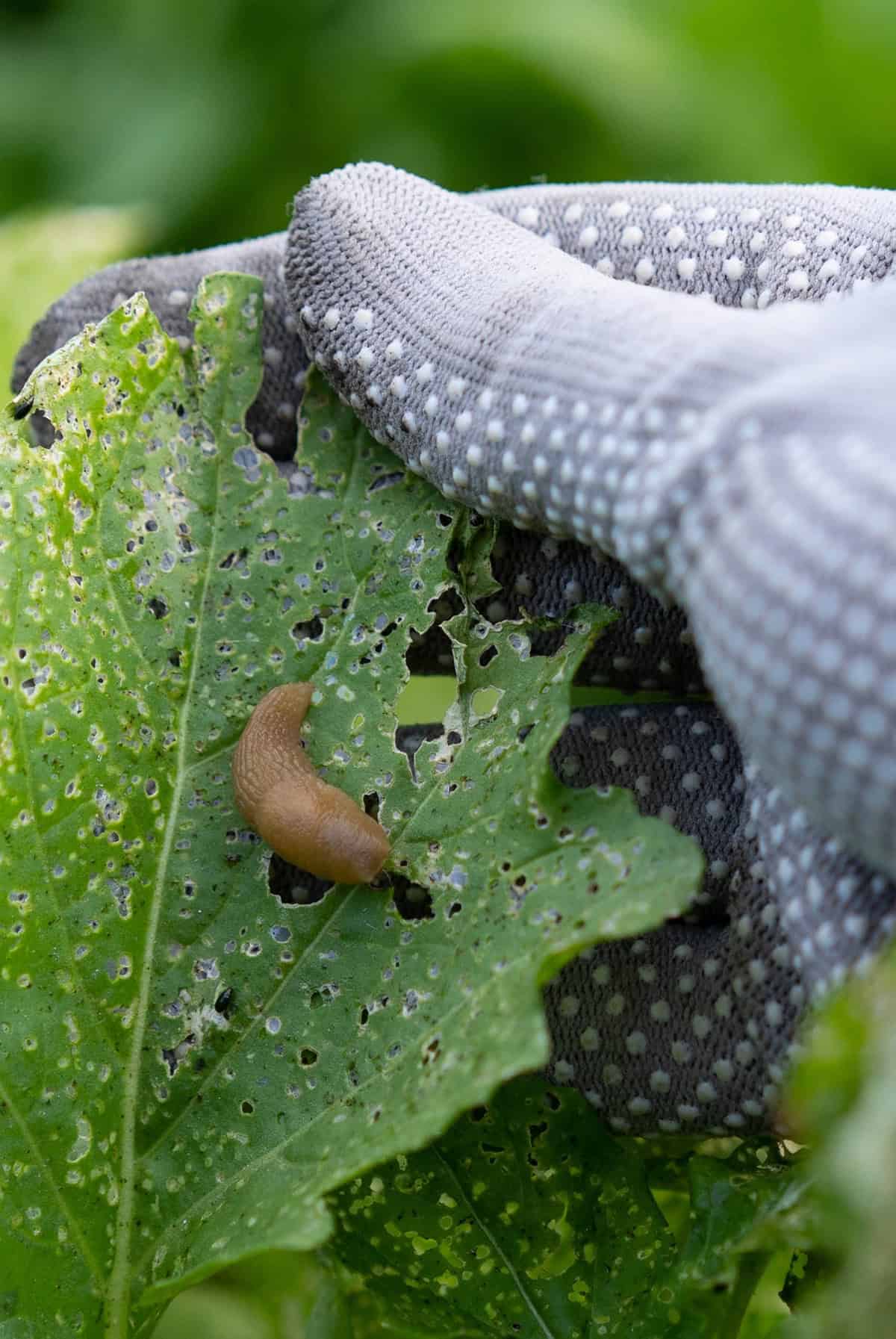 Common Pests Arugula Plant