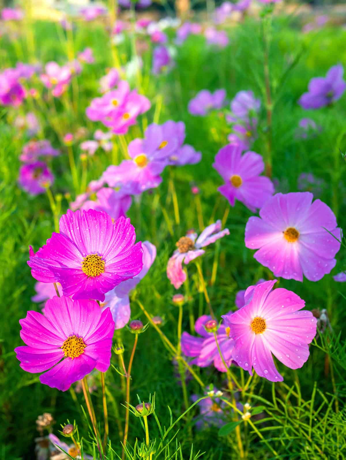 Cosmos