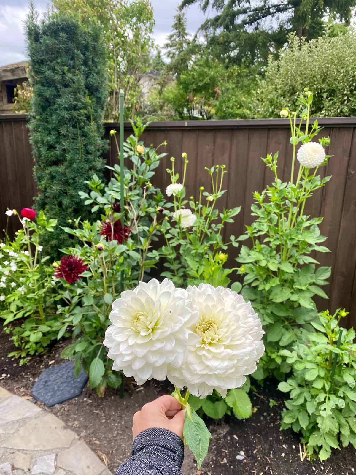Dahlias