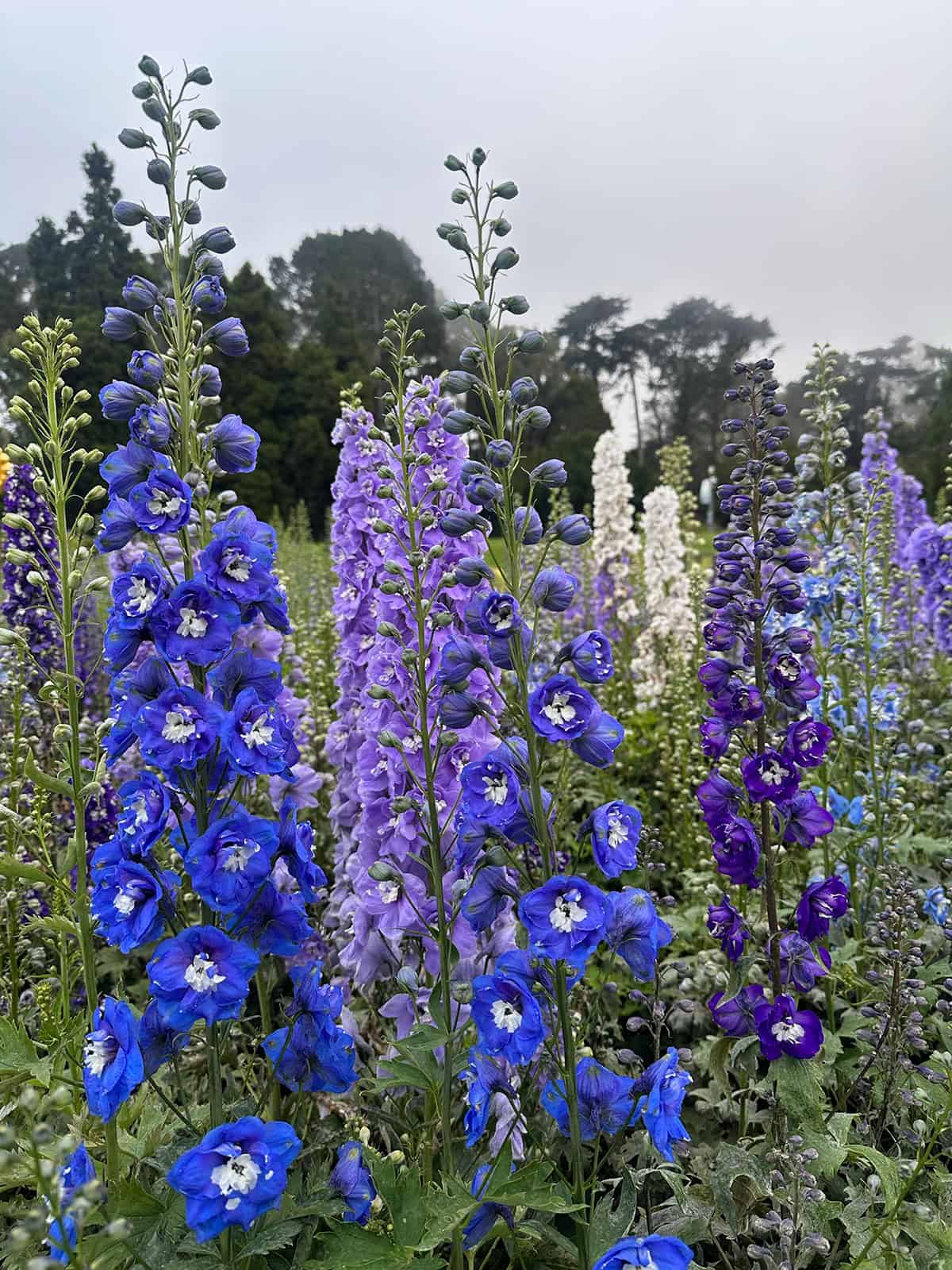 Delphiniums